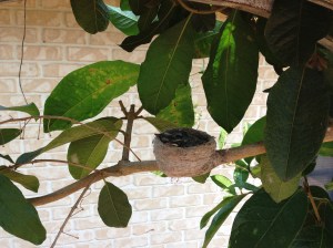 IMG_0104 around 2 weeks