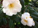 Camelia