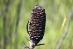 Banksia