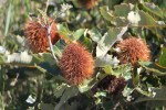 Banksia