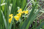 Jonquils