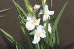 White iris