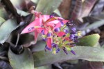 Bromeliad Flower
