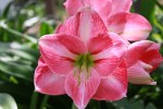 Hippeastrum