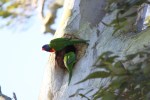 Rainbow lorikeets in their&nbsp;nest
