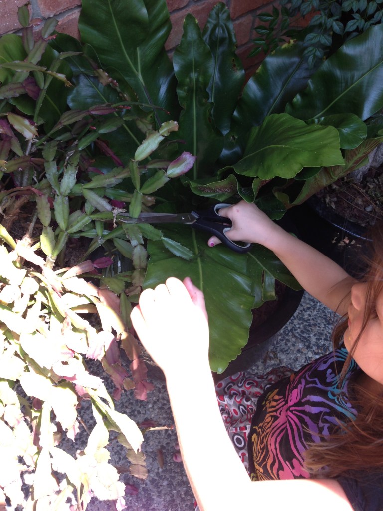 Cutting the leaves for the project