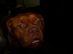 Dogue De Bordeaux