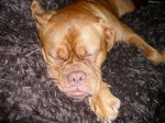 Dogue De Bordeaux
