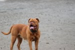 Dogue De Bordeaux