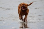 Dogue De Bordeaux