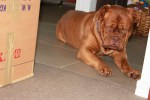 Dogue De Bordeaux