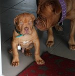 Dogue De Bordeaux