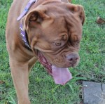 Dogue De Bordeaux