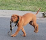 Dogue De Bordeaux