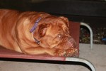 Dogue De Bordeaux