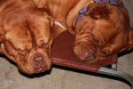 Dogue De Bordeaux